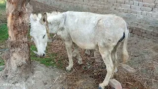 excellent donkey  first time in village