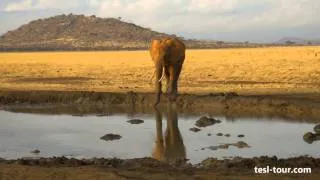 Одинокий слон на водопое и зебра с птичками (Lone elephant at watering place and zebra)