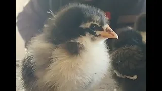 Chicks hatching!Video1/2. Rare French Black Copper Marans. So many PROBLEMS, but ingenuity prevails!