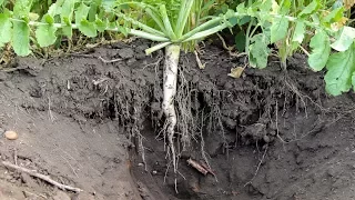 Tillage Radish Cover Crop