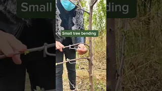 Amazing Branch Bending Tools #satisfying #shortsvideo