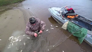 РЫБАЛКА СЕТЯМИ НА СЕВЕРЕ / ЛОВЛЯ РЯПУШКИ НЕВОДОМ / МЫ НЕ БРАКОНЬЕРЫ