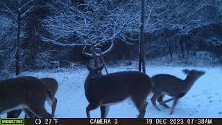 01/25/2024: Trail Cam Captures #12: Deer Playing in the Snow