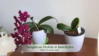 My Thoughts on Semi-Hydro & LECA : Why it's not for me
