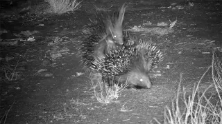 Porcupines Mating on the Nomad Cam