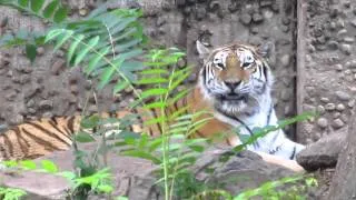 Cute Tiger Meow @ the Denver Zoo, August 24, 2012