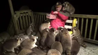 Man surrounded by more than 30 raccoons|He feeds hot dogs every day Very Hungry #AmazingInternetDose