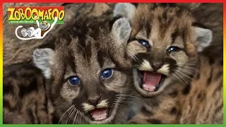 🦁 Zoboomafoo 116 - Itchy | Full Episode | Kids Show | Animals for Kids 🦁