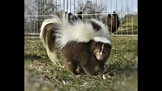 Cultivate Your Critter IQ - Striped Skunks