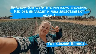 Уехали к родне в египетскую глубинку. Как там живут люди и как зарабатывают на жизнь ?