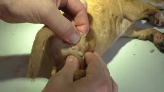 The average Mangoworm puppy, Parasites