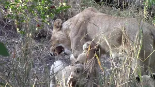 Incredible Lion Action & Young Male Leopard | On the Beat in the Manyeleti #56