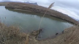 Охота на фазана в Приморском крае с вахтельхундом. Подача с воды.
