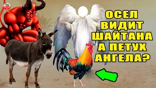 ТЫ УДИВИШЬСЯ, ПОЧЕМУ ОСЕЛ ВИДИТ ДЖИНОВ И ШАЙТАНОВ, А ПЕТУХ АНГЕЛОВ!