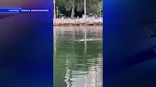 Woman jumped into Biscayne Bay with nephew, took clothes off after officers arrived, police say