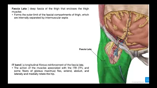 The Tensor Fascia Lata EXPLAINED