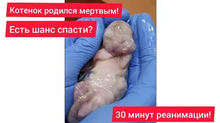 Котенок родился мертвым! 30 минут реанимации!