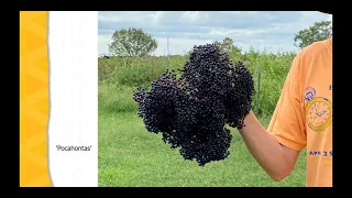 Elderberries for Farm or Garden