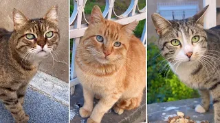 Sweet Sounds of Street Cats Requesting Food 4k