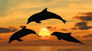 SONIDO DE DELFINES, CANTO DE DELFINES, DOLPHINS SOUND, DOLPHINS SONG. 海豚声