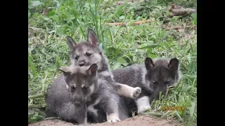 Щенки как в детском саду