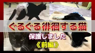 【神戸保護猫】車道にうずくまったまま動かない黒猫を保護したら、ぐるぐる徘徊する猫でした《前編》
