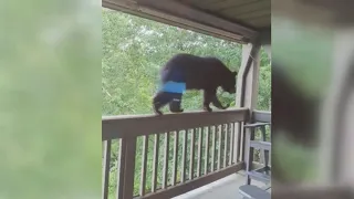 Bear on the porch!  Woman uses "teacher voice" to get bear off her porch