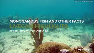 Monogamous Fish! Pooping Parrotfish! and Other Sea Life Facts