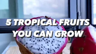 5 Tropical Fruit Plants to Grow at Home | creative explained