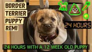 24 HOURS WITH A 12 WEEK OLD PUPPY