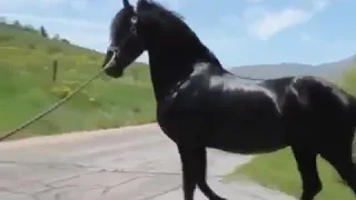 Лошадь знакомится со статуей лошади.