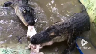 Alligator death roll up close || Viral Video UK