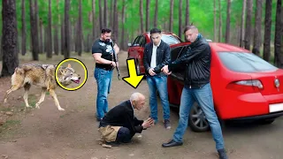 Bandits Attack an Old Man, Then a Hungry Wolf Suddenly Appears & Does Something Unbelievable!