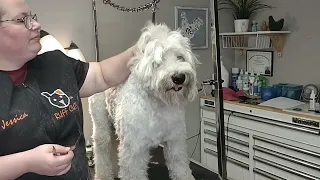 Finnegan's Matted inner ear hair Removal