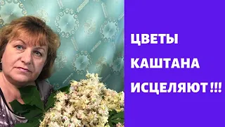 Каштан исцеляет ваше здоровье !