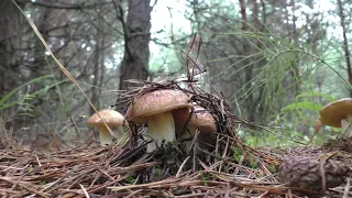 ((МАЛЫШ ПОЙМАЛ ЗАЙЦА!)) В ЛЕС ПО ГРИБЫ! Разнообразие лесных грибов!