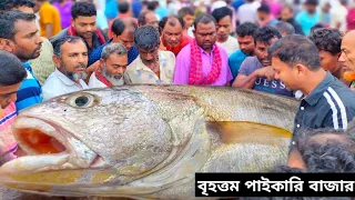 পদ্মার পোয়া মাছের এত চাহিদা ইলিশের থেকে বেশি | today fish market in Bangladesh | today news bd |
