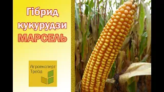 Кукурудза Марсель 🌽 - опис гібрида 🌽