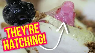 BABY SNAKES HATCHING!! | BRIAN BARCZYK