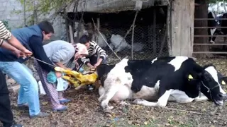 ZORLU BİR SİMENTAL İNEK DOĞUMU ..DOĞUMDA İNEK BAYILDI