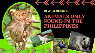 THE 10 WILD/RARE ANIMALS THAT YOU CAN ONLY FOUND IN THE PHILIPPINES...