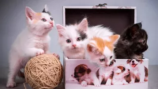 Самые популярные клички для котов и кошек The most popular aliases for cats Лучшие кошачьи имена