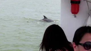 Baywatch Dolphin Tour GALVESTON TX