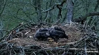 Decorah Eagles - North Nest 27.04.2024