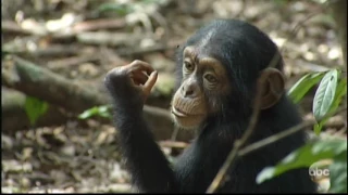 OSCAR - The Orphan Chimpanzee