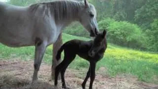 New Born Horse, His first Hours of Life,  And A Mother's Love