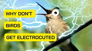 Why Don't Birds Get Electrocuted Sitting on Power Lines?