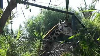 Fuerteventura - Oasis Park Zoo 1