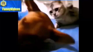 Самые Смешные Коты #1 Постарайся не рассмеяться-  Funny Cat Compilation #1