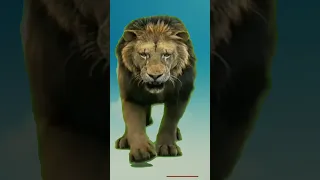 #cartoon animation lion roar
